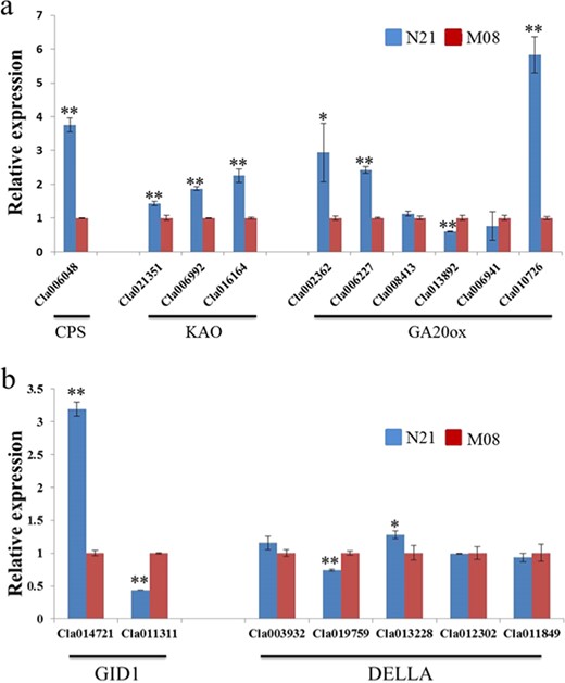 Expression analysis of GA biosynthesis (a) and signaling transduction (b) pathways related genes in the stems of two parental lines. The transcriptional level of the respective genes in stems (M08) was set to a value of 1 and used as a reference. The data are shown as the mean ± SD. *,** represent significant differences in expression levels at p < 0.05 and p < 0.01, respectively (Student's t test).