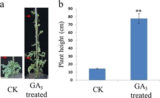a Phenotypes of Cldf mutant seedlings that were treated with exogenous GA3 (200 mg/L). Red arrows indicate 20 cm (bottom) and 70 cm (top). b Plant heights of Cldf mutant seedlings treated with exogenous GA3 (200 mg/L). Plants sprayed with an equal volume of the corresponding mixture without GA3 were used as a control in this experiment. Nine seedlings were used for each treatment (details in “Materials and methods”). After removing two maximum and two minimum values, the statistical data (five for each treatment) were analyzed with Student's t test to evaluate the significance. ** indicates a statistically significant difference in expression level at p < 0.01.