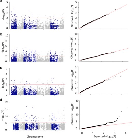 The horizontal red line is the P ≤ 0.01 threshold for the allelic associations (a–c) and the GWA analysis at P ≤ 3.06e–6 (d). A QQ-plot of the P value distribution is shown to the right of each Manhattan plot. The number of individual accessions used in the analyses were a 20 picked from the 5% of two extreme WR-DSR distribution tails; b 132 picked from quartile Q1 and Q4; and c 134 picked from the interquartile range, Q2 and Q3.