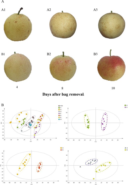 a Bagged (A1, A2, A3) and debagged (B1, B2, B3) “Mantianhong” fruit at 4, 8, and 10 days after bag removal (fruits were bagged 35 DAFB). Bagged pear fruits were kept in the paper bags until they were observed and collected. Debagged pear fruits were grown under natural light for 4, 8, and 10 days after bag removal. b PCA of peel metabolites from different coloration stages in the bagged and debagged groups.