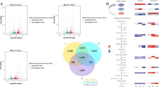 a Venn diagram and volcano plot of the DEGs from the transcriptome. b Anthocyanin metabolism pathway and structural gene expression in the bagged and debagged groups. COP1 (Constitutively photomorphogenic 1), SPA1 (SUPPRESSOR OF phyA-105), and UVR8 (UV-B resistance 8). Phenylalanine ammonia-lyase (PAL), two 4-coumaroyl-CoA ligase (4CL), two Chalcone isomerase (CHI), two Flavonoid 3′-hydroxylase (F3′H), one anthocyanidin synthase (ANS), one UDP-glucoside: flavonoid glucosyltransferase (UFGT), and one glutathione S-transferase (GST) gene.