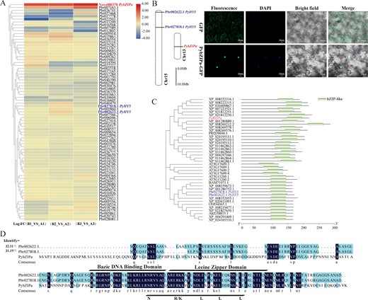 a Log2 fold change (Debagged/Bagged group) of PybZIP. b Chromosome location and subcellular localization of PybZIPa. c Phylogenetic relationships and architecture of conserved protein motifs in HY5 genes from Arabidopsis thaliana and other Rosaceae fruits. d Sequence alignment between PybZIPa and two annotated PyHY5.