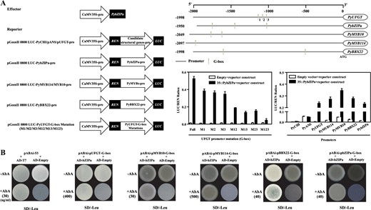 a Vector construction for effectors and reporters, cis-acting regulatory element analysis of promoters, and transcriptional activation activity detection. b Yeast one-hybrid analysis. Notes: The G-box motifs in pro-UFGT are numbered 1, 2, and 3 according to their location, and M1/M2/M3/M12/M13/M23/M123 represent the corresponding G-box that was mutated.
