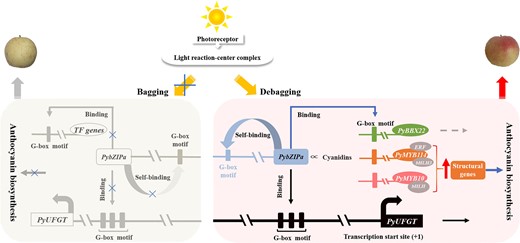 Light-induced anthocyanin biosynthesis regulation model in pear skin.