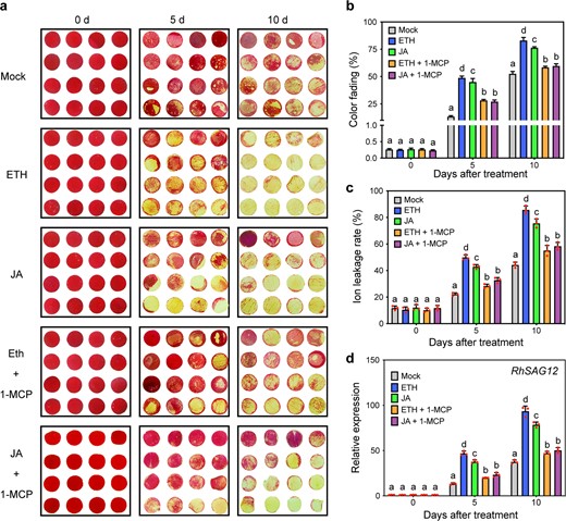 a Color fading phenotypes; b color fading rate; c ion leakage rate; and dRhSAG12 expression levels in rose flower discs in response to ethylene, JA and 1-MCP treatment. ETH, 10 μL/L ethylene; JA, 100 μM MeJA; 1-MCP, 2 μL/L. The error bars represent the means of three biological replicates, and the letters indicate significant differences according to Duncan's multiple range test (P < 0.05).