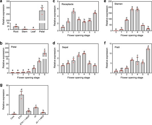 a Expression profiles of RhMYB108 in the roots, stems, leaves, and petals of rose plants. b, c, d, e, f Expression profiles of RhMYB108 in the petals, receptacles, sepals, stamens, and pistils at various stages of flower opening. g Expression of RhMYB108 in response to exogenous hormones. ETH, 10 μL/L ethylene; JA, 100 μM MeJA; 1-MCP, 2 μL/L. The petals at stage 2 were used as materials in g. RhUBI2 was used as an internal control. Three independent biological repeats were tested, and the data are presented as the means ± SDs. The letters indicate significant differences according to Duncan's multiple range test (P < 0.05).