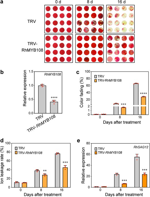 a Color fading phenotypes, bRhMYB108 expression levels, c the color fading rate, d ion leakage rates, eRhSAG12 expression levels were analyzed in RhMYB108-silenced and TRV control petal discs. The error bars represent the means of three biological replicates ± SDs, and the asterisks indicate significant differences according to Student's t test (*P < 0.05; **P < 0.01; ***P < 0.001; ****P < 0.0001).