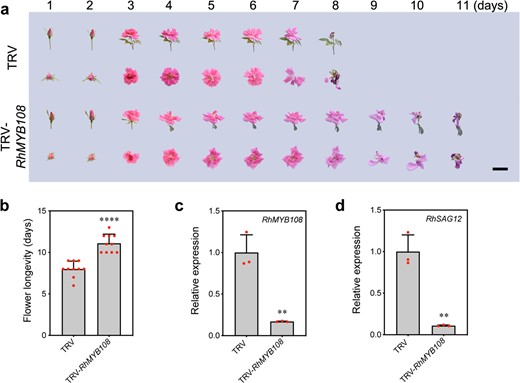 a The senescent phenotypes, b flower longevity, cRhMYB108 expression levels, and dRhSAG12 expression levels were analyzed in RhMYB108-silenced and TRV control plants. The results are the means of three biological replicates ± SDs, and the asterisks indicate significant differences according to Student's t test (*P < 0.05; **P < 0.01; ***P < 0.001; ****P < 0.0001).