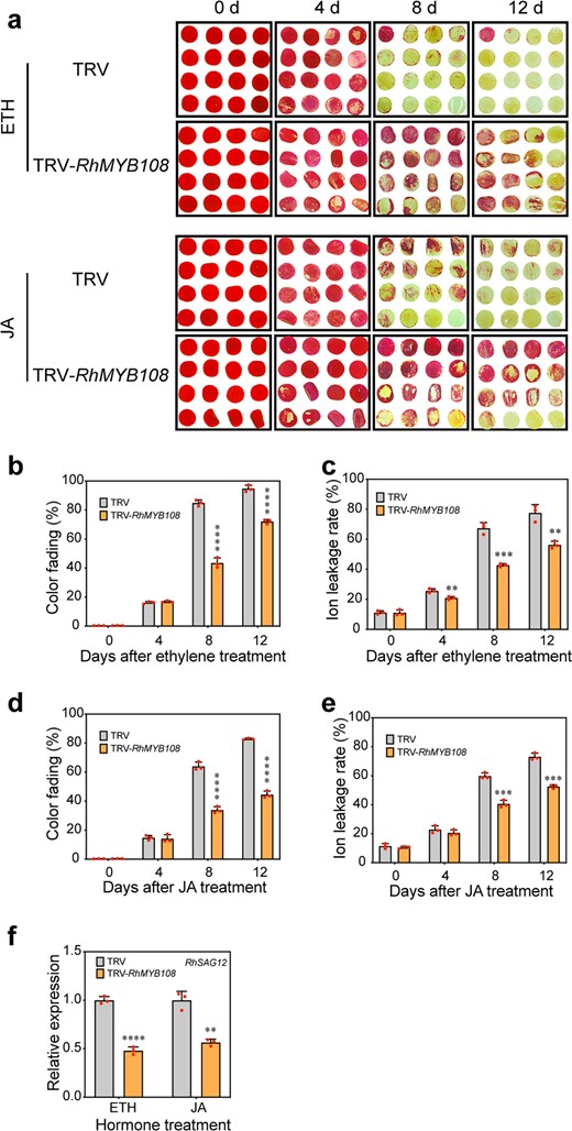 a The phenotypes of rose petal discs treated with 10 μL/L ethylene or 100 μM MeJA were recorded. b, c, d, e Color fading and ion leakage rates (b, c ethylene treatment; d, e JA treatment) of RhMYB108-silenced and TRV control petal discs. d transcript levels of RhSAG12 in RhMYB108-silenced and TRV control petal discs. Three biological replicates were tested, and the error bars represent the SDs. The asterisks indicate statistically significant differences (Student's t test, *P < 0.05; **P < 0.01; ***P < 0.001; ****P < 0.0001).