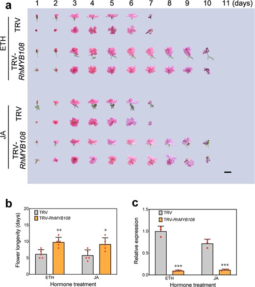 a The flower senescent phenotypes of rose plants treated with 10 μL/L ethylene or 100 μM MeJA were recorded. b, c The flower longevity and transcript levels of RhSAG12 in RhMYB108-silenced and TRV control rose plants treated with ethylene or JA. Three biological replicates were evaluated, and the error bars represent the SDs. The asterisks indicate statistically significant differences according to Student's t test (*P < 0.05; **P < 0.01; ***P < 0.001; ****P < 0.0001).