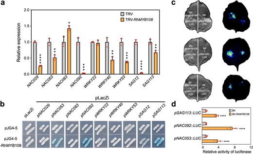 a qRT-PCR analysis of SAG expression in RhMYB108-silenced petals. b Interaction of RhMYB108 protein with the SAG promoter regions, as revealed using yeast one-hybrid assays. Interactions were determined based on yeast cell growth and were confirmed by the color indication of X-β-gal on SD/-Trp/-Ura medium plates. c, d Images of firefly luciferase fluorescence signals and relative reporter activity (LUC/REN) in N. benthamiana leaves. RhMYB108 protein was separately coexpressed with pNAC053::LUC, pNAC092::LUC and pSAG113::LUC in tobacco leaves. After 48 h of Agrobacterium tumefaciens infiltration, live LUC images and relative LUC activity (LUC/REN) in tobacco leaves were assayed. The error bars represent the means of six biological replicates, and the asterisks indicate statistically significant differences according to Student's t test (*P < 0.05; **P < 0.01; ***P < 0.001; ****P < 0.0001).