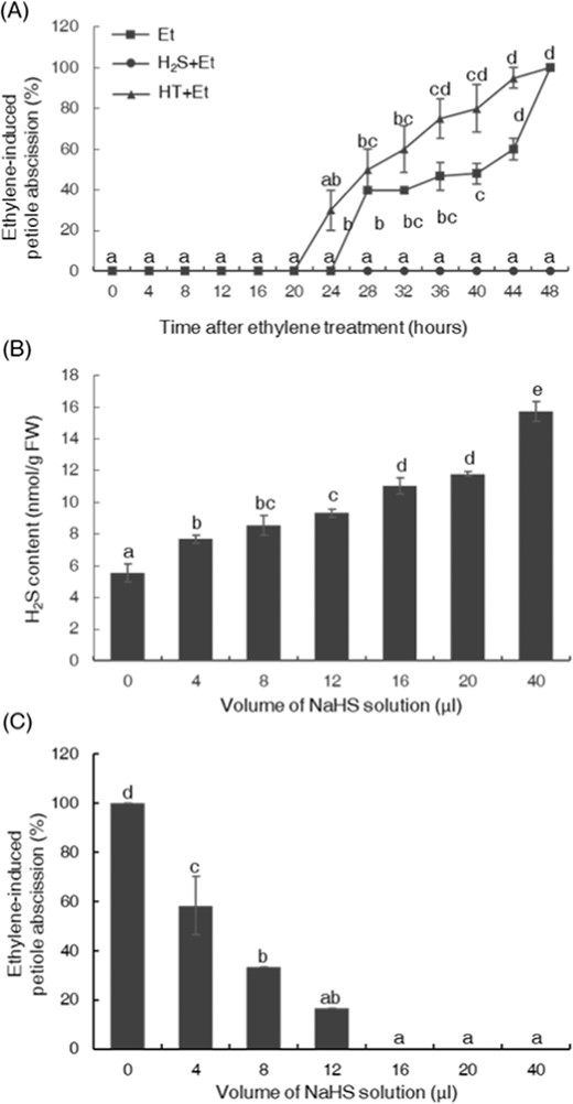 a Hydrogen sulfide (H2S) and its scavenger hypotaurine (HT) acted antagonistically during petiole abscission. H2S was supplied by sodium hydrosulfide (16 μl of 1 M NaHS solution), with HT (1 mM) as the H2S scavenger. b The endogenous H2S content of the tomato petiole abscission zone tissues fumigated with different concentrations of H2S provided by different amounts of 1 M NaHS solutions. The H2S contents were measured after incubation with H2S gas for 24 h. c The inhibitory effects of H2S on petiole abscission are concentration dependent. The petiole abscission rates were recorded after treatment for 48 h.