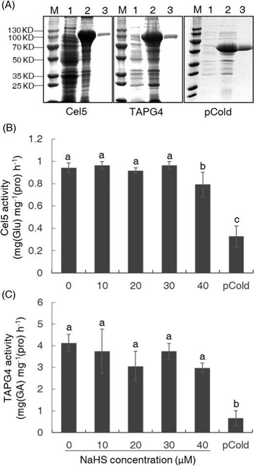 Detection of the purified exogenously expressed Cel5 and TAPG4 proteins (a) and the effects of NaHS concentrations on their activities in vitro (b, c). M, protein molecular weight ladder; 1, proteins extracted from uninduced Escherichia coli; 2, proteins extracted from isopropyl β-d-thiogalactoside (IPTG)-induced E. coli; 3, the purified protein. Protein produced by the empty pCold vector was used as a negative control. Data are presented as the mean ± SE (n = 3), and different letters indicate significant differences (P < 0.05).