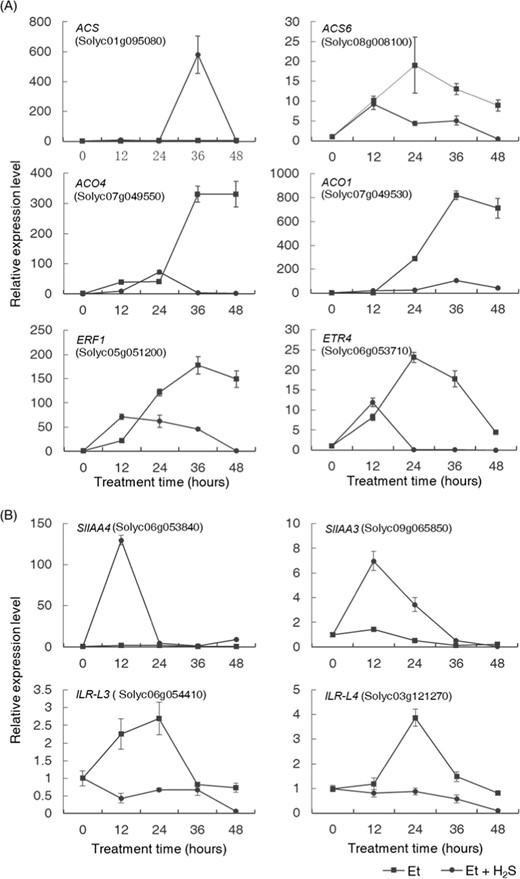 Effect of H2S on changes in the transcription levels of a ethylene biosynthesis (ACS, ACS6, ACO4, and ACO1) or ethylene signaling-related (ERF1 and ETR4) genes and b indicator genes of the bioactive-free auxin in the petiole abscission zone (AZ) during ethylene-induced abscission. mRNAs were extracted from AZ tissues under ethylene (squares) or ethylene–H2S (circles) treatments at the time points of 0, 12, 24, 36, and 48 h. Data are presented as the mean ± SE (n = 3). The SAND gene was used as an internal control.