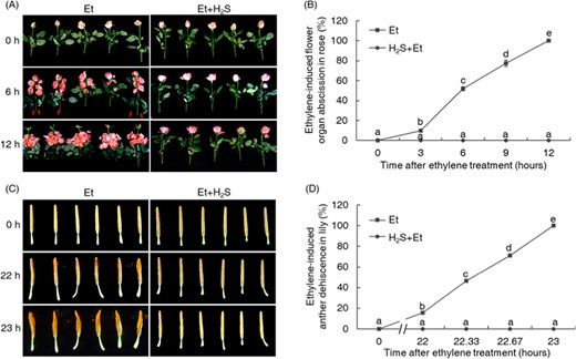 H2S inhibited ethylene-induced floral organ abscission in rose (a, b) and anther dehiscence in lily (c, d). The rose flowers were treated with ethylene (provided by 40 μl of 1 M ethephon solution) or ethylene plus H2S (provided by 16 μl of 1 M NaHS solution) for 12 h, and the abscission of floral organs and leaves was photographed every 6 h and recorded every 3 h. Red arrows indicates the abscised leaves. The conditions used for the lily anthers were the same as those used for rose, and the dehiscence of lily anthers was monitored every hour after treatment. After the initiation of anther dehiscence in the ethylene-treated group, the dehiscence rates were recorded every 20 min.
