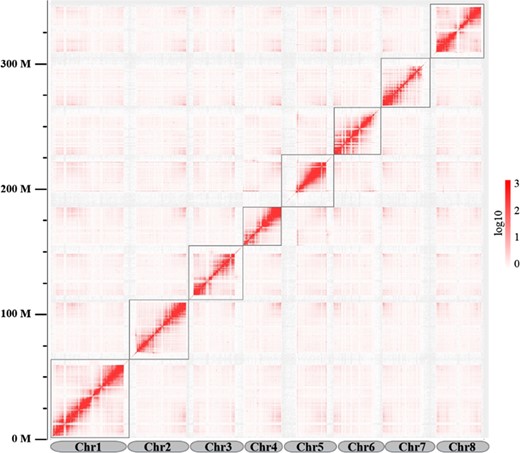 The map shows a high resolution of individual chromosomes that are scaffolded and assembled independently