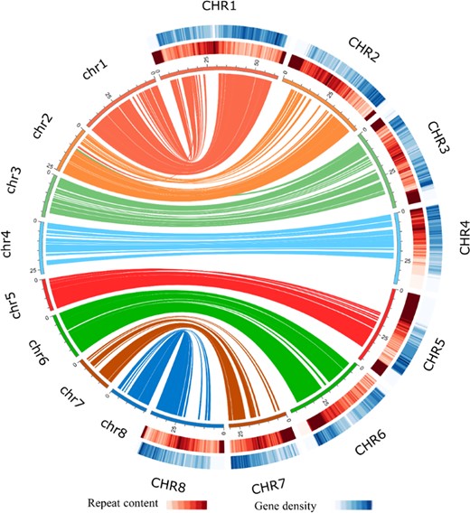 The innermost circle represents ideograms of eight pseudochromosomes of cv. Tieton (on the right side and labeled CHR1–CHR8) and the synteny relationship of gene blocks with the cv. Satonishiki genome (on the left side and labeled chr1–chr8). The middle half-circle represents the heatmap of the repeat content in the cv. Tieton genome. The outermost half-circle represents the heatmap of the gene density in the cv. Tieton genome