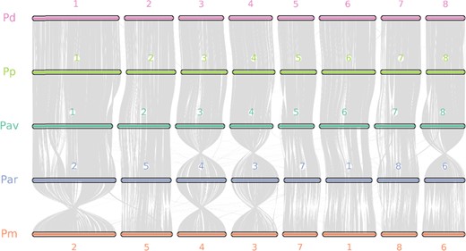 The numbers indicate the chromosome order generated from the original genome sequence. Each line represents one block. One block means that more than five paired genes were aligned in sequence. Pav: Prunus avium (sweet cherry), Pp: Prunus persica (peach), Pd: Prunus dulcis (almond), Par: Prunus armeniaca (apricot), Pm: Prunus mume (Chinese plum)