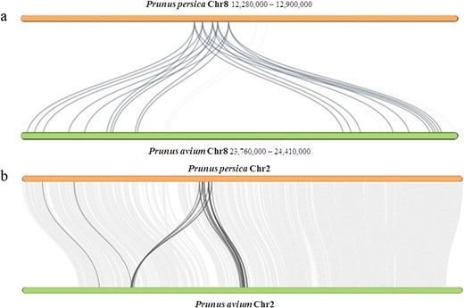 a Collinearity patterns of salicylic acid carboxyl methyltransferase (SAMT) on chromosome 8. The numbers indicate the chromosome position generated from the genome sequence. b Collinearity patterns of ankyrin repeat-containing (ANK) proteins on chromosome 2