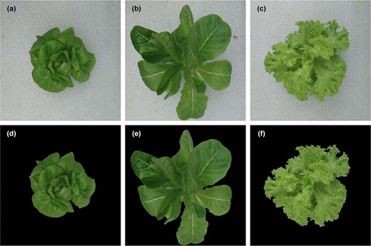 a–c shows the original images of greenhouse lettuce, and d–f shows the corresponding segmentation results