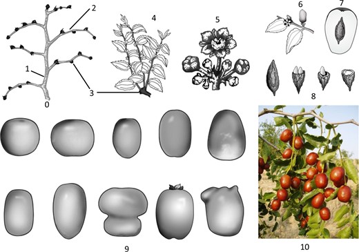 0—perennial shoot system in the dormant season, 1—primary shoot, 2—secondary shoot, 3—mother-bearing shoot, 4—fruit-bearing shoot, 5—inflorescence, 6—young fruit, 7—longitudinal section of mature fruit, 8—stone and kernel, 9—the diverse shapes of jujube fruits, 10—photograph of fruiting jujube