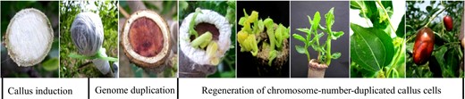 The process of in vivio induction of homogeneous polyploids via calluses in jujube