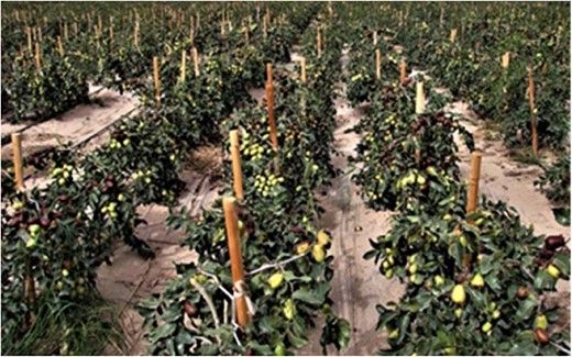Super high-density jujube orchard in Xinjiang, China (Photo by Prof. Yanjiang Shi)