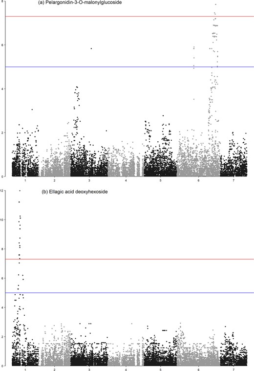 A Manhattan plot constructed against the F. vesca v4.0 genome sequence showing marker-trait associations exceeding the −log10(p) value significance threshold of 6.5 for the polyphenols a pelargonidin-3-O-malonylglucoside on Fvb6, and b ellagic acid deoxyhexoside on Fvb1 from the combined phenotypic and genotypic data from three cultivated strawberry mapping populations obtained using the MLM method