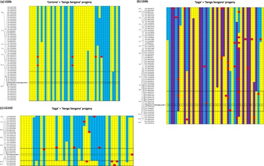 Genetic data for LG6b of the a C×SS and b S×SS linkage maps detailing the genetic position of the locus controlling the biosynthesis of pelargonidin-3-O-malonylglucoside and c LG1X2 of the S×SS mapping population detailing the genetic position of the locus controlling ellagic acid deoxyhexoside when the seedling phenotypes were scored qualitatively as ‘producers (P) or ‘non-producers (N). Genotypes 0 and 2 denote homozygotes (AA or BB), 1 denotes heterozygotes (AB) and 3 denotes dominant markers where the allele is present (AA, A_, BB or B_)