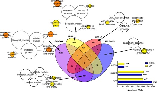 The Venn diagrams in the middle of the figure report the number of either exclusive or common upregulated and downregulated genes resulting by merging RNAseq data of the FD vs healthy (H) comparison with those of the REC vs H comparison. When significant, the enrichment of specific GO biological process terms is shown for each group of DEGs from the Venn charts. The significant enriched GO biological functional categories were retrieved using Cytoscape with the BINGO plug-in and listed according to their enrichment P-value (P < 0.05). The total numbers of up and down differentially expressed genes (DEG) are visualised for each RNAseq comparison in the bar charts displayed right in the bottom