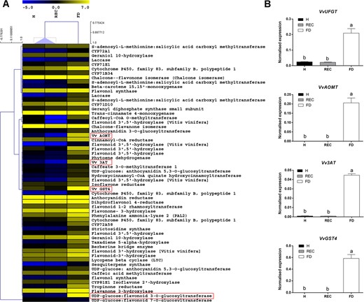 a Heat map of differentially expressed transcripts belonging to secondary metabolism, with focus on flavonoid biosynthetic genes. b RT-qPCR expression profiles of genes encoding the main anthocyanin biosynthetic enzymes VvUFGT (VIT_16s0039g02230), VvAOMT (VIT_01s0010g03510), Vv3AT (VIT_03s0017g00870) and VvGST4 (VIT_04s0079g00690) analysed in leaf veins taken from healthy (H), recovered (REC) or FDp-infected (FD) ‘Barbera’ plants. Ubiquitin (VvUBI) and actin (VvACT1) genes were both used as endogenous controls for the normalisation of transcriptional levels. Lower case letters denote statistical differences when significant, as determined by Tukey's HSD test (P < 0.05). Bars represent standard error of the mean (n = 5)