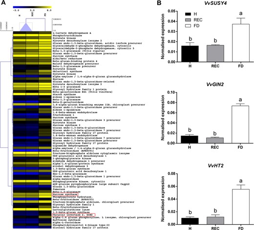 Effects of phytoplasma infection on carbohydrate metabolic processes.a Heat map of differentially expressed transcripts belonging to carbohydrate metabolism. b Focus on genes encoding key sugar-mobilising enzymes: the sucrose synthase SUSY4 (VIT_11s0016g00470), the vacuolar invertase GIN2 (VIT_02s0154g00090) and the hexose transporter HT2 (VIT_18s0001g05570). RT-qPCR analysis was performed on leaf vein samples from healthy (H), recovered (REC) or FDp-infected (FD) ‘Barbera’ plants. Ubiquitin (VvUBI) and actin (VvACT1) genes were both used as endogenous controls for the normalisation of transcriptional levels. Lower case letters denote statistical differences when significant, as determined by Tukey's HSD test (P < 0.05). Bars represent standard error of the mean (n = 5)