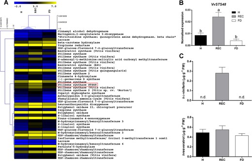 a Heat map of the secondary metabolism-associated transcripts overexpressed during recovery. b RT-qPCR expression rates of the stilbene synthase gene VvSTS48 (VIT_16s0100g01200) in ‘Barbera’ leaf veins from healthy (H), recovered (REC) or FDp-infected (FD) plants and c accumulation patterns of viniferin and resveratrol analysed in the same samples. Lower case letters denote statistical differences when significant, as determined by Tukey's HSD test (P < 0.05). Bars represent standard error of the mean (n = 5). n.d. not detectable