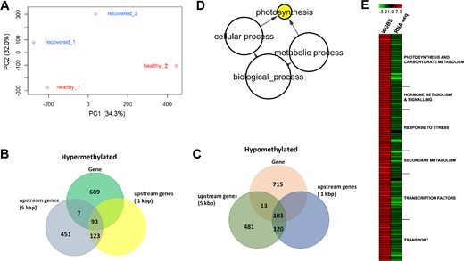 a Plot of principal component analysis displaying the distinction between REC and H methylomes. b, c Venn diagrams showing the number of hyper- (b) and hypomethylated (c) genes interested by CpG differential methylation at the level of gene body, 1 and 5 kb upstream regions of REC genes. d Enrichment of GO biological process categories for the group of 288 genes CpG hypermethylated at the promoter level matching the RNAseq data (Supplementary Table S10). The significant enriched GO biological processes terms were identified using Cytoscape with the BINGO plug-in and listed according to their enrichment P-value (P < 0.05). e Merger between WGBS and RNAseq data: the heat map highlights the differential methylation levels of a group of genes CpG hypermethylated at the promoter level (left) in comparison with the downregulation of the corresponding transcripts (right)