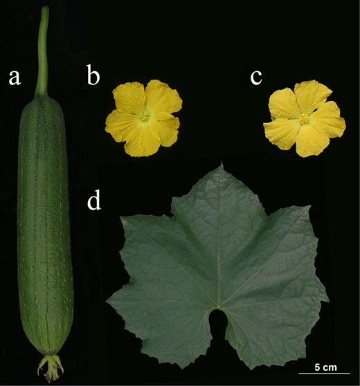 a Fruit. b Female flower. c Male flower. d Leaf