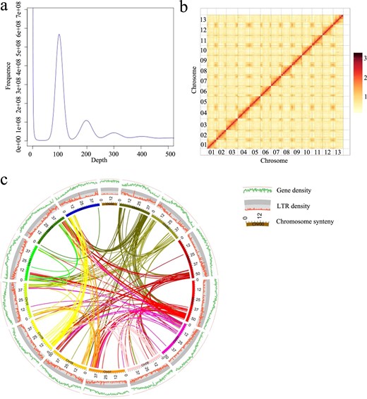 a The results of k-mer analysis used to estimate the size of the sponge gourd genome. b Hi-C contact map data analysis. c Circular diagram showing the genetic collinearity among sponge gourd chromosomes. The concentric circles (from inside to outside) are as follows: gene density, LTR density, and collinear genome blocks, which are connected by curved lines of the same color for each element. All data are rendered based on a 200-kb window size