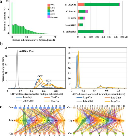 a Distribution of transposable elements in the sponge gourd genome. b Whole-genome duplication (WGD) events detected in the genomes of Luffa cylindrica (Lcy), Cucumis sativus (Csa), C. melo (Cme), Citrullus lanatus (Cla), and Cucurbita moschata (Cmo), with the distribution of transversion substitutions at fourfold degenerate sites (4dTv) shown on the left and the divergence time between Lcy and other species shown on the right. c Schematic representation of synteny between L. cylindrica and Cucumis sativus, C. melo, Citrullus lanatus, and Cucurbita moschata. Each line connects a pair of orthologous genes between genomes