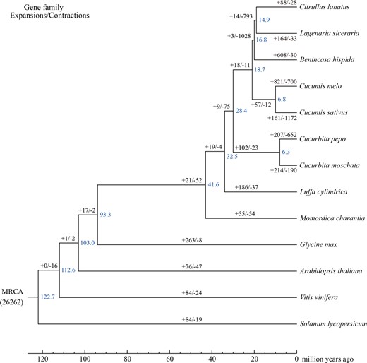 Blue numerical value beside each node shows the estimated divergence time (MYA, million years ago). The numbers on the left and right of the slash indicate expanded and contracted gene families, respectively