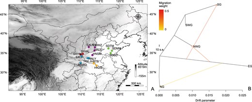 a Sampling localities of 15 populations of F. suspensa, where colors distinguish groups; b maximum-likelihood tree and migration events among five groups of F. suspensa. The migration events are colored according to their weight