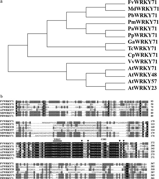 a Phylogenetic tree based on the alignment of amino acid sequences among WRKY proteins. b Multiple alignment of WRKY proteins from higher plants