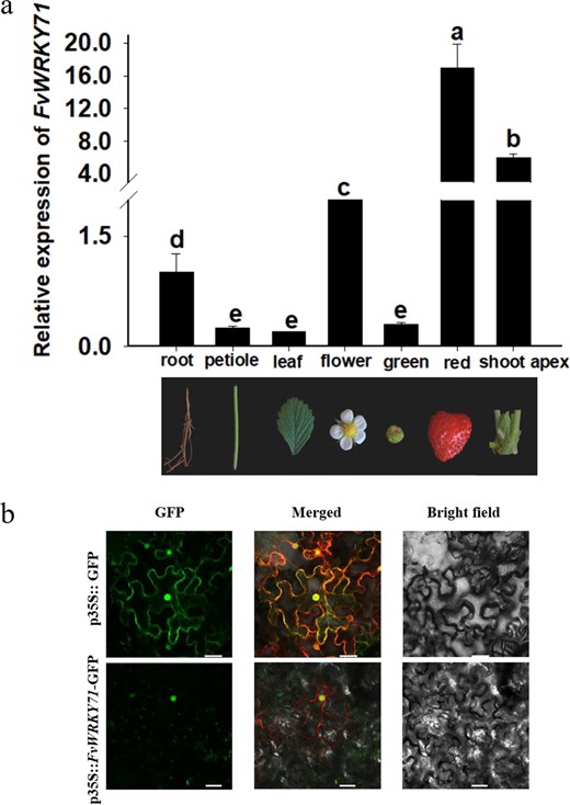 a Expression pattern of FvWRKY71 in different organs. RT-qPCR analysis was used to test the relative expression level of FvWRKY71 in various organs. Values are the mean ± SD from three independent experiments with three biological replicates. b Subcellular localization of the FvWRKY71 protein. p35S::GFP was transformed into tobacco (top). p35S::FvWRKY71-GFP was transformed into tobacco (bottom), and the fusion protein was located in the nucleus. Bar = 30 μm