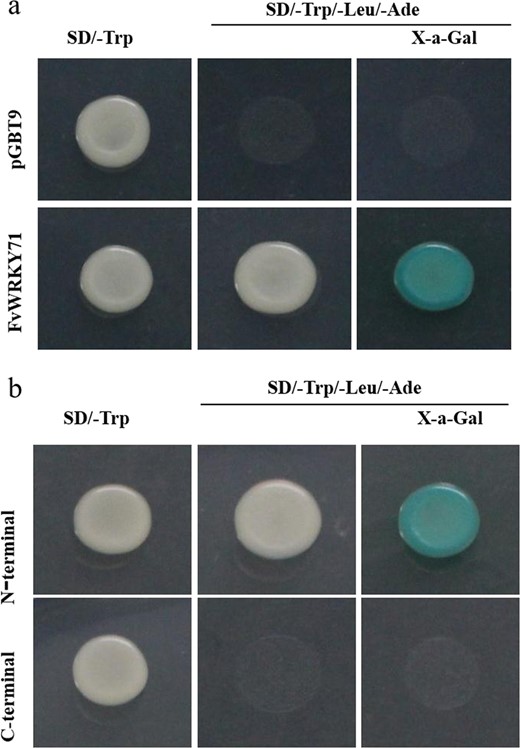 The construct of pBD-FvWRKY71 was transformed into yeast Y2H Gold cells, and the cells were then examined on SD/-Trp and SD/-Trp/-Leu/-Ade/X-α-gal plates. a Transactivation activation analysis of FvWRKY71. b Transactivation activation analysis of the N-terminus and C-terminus of FvWRKY71