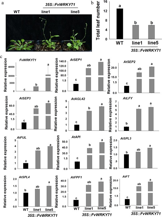 a The phenotypes of Arabidopsis FvWRKY71-overexpressing transgenic lines and wild-type control plants. b The number of rosette leaves at flowering in transgenic plants and wild-type plants. c RT-qPCR analysis of FvWRKY71 and genes involved in flowering, including AtSEP1, AtSEP2, AtSEP3, AtAGL42, AtAP1, AtLFY, AtFUL, AtSPL3, AtSPL4, AtFPF1, and AtFT, between wild-type and transgenic Arabidopsis plants. Values are the mean ± SD from three independent experiments with three biological replicates. Different letters indicate significant differences (P < 0.05, based on Duncan's multiple range test)