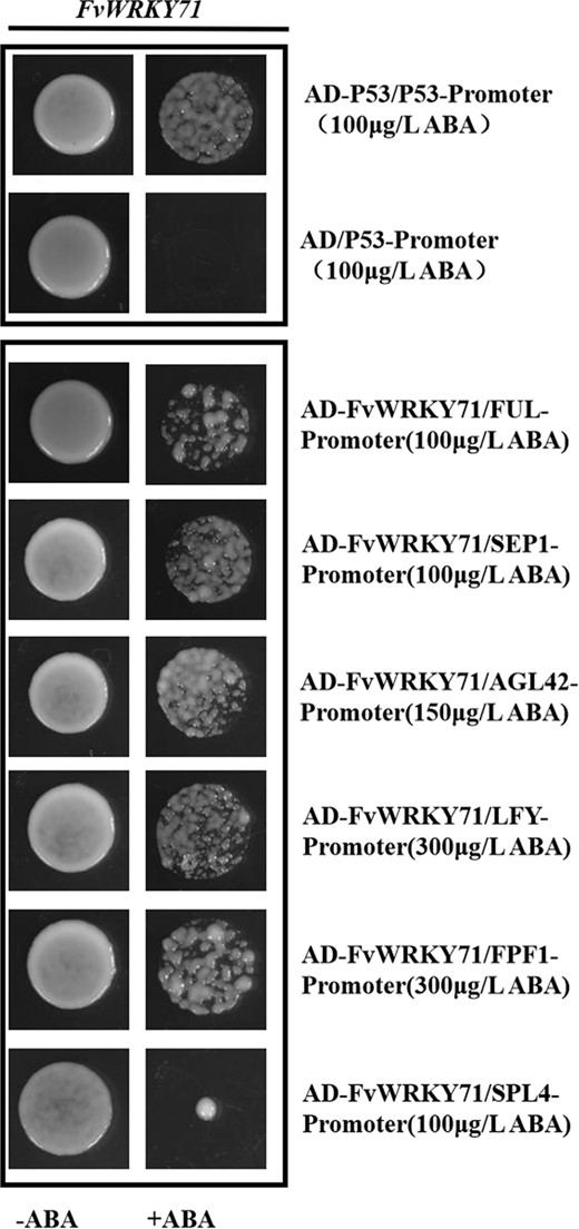 The transformed strains all grew on SD/-Leu selective medium containing aureobasidin A (ABA) (100, 100, 150, 300, 300, and 100 μg/L, respectively)