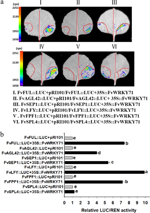 a Tobacco transient expression assay. p35S::FvWRKY71 was cotransformed into N. benthamiana in combination with proFvFUL::LUC, proFvAGL42::LUC, proFvSEP1::LUC, proFvLFY::LUC, proFvFPF1::LUC, or proFvSPL4::LUC. b The comparison of luciferase activity. The transcriptional activity of these infiltrated tobacco leaves based on the ratio of LUC to REN was investigated with a dual luciferase reporter gene assay kit. Different letters indicate significant differences (P < 0.05, based on Duncan's multiple range test)