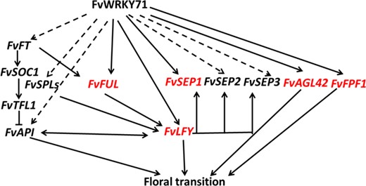 FvWRKY71 accelerates flowering via the direct activation of FvFUL, FvLFY, FvFPF1, FvAGL42, and FvSEP1 (red font) and the indirect regulation of FvFT, FvSPL3, FvSPL4, FvAP1, FvSEP2, and FvSEP3 (dotted line). The other solid lines indicate regulatory relationships reported in the literature29,48,51,52,55,59,60. Arrows represent activation, and bars represent repression