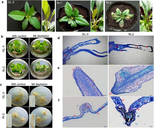 a Phenotypes of Gala-3 (GL-3) and MdMIPS1-RNAi apple lines under greenhouse conditions. b, c Assay results of MI depletion. Toluidine blue O staining of longitudinal sections of a shoot tip d and root e and cross-sections of a leaf f from GL-3 and Ri-2 under MI-depleted MS medium. MS control and MI depletion represent normal and MI-depleted MS media, respectively; le leaf, ad apical dome, lp leaf primordium, st stem, rc root cap, e epidermis, c cortex, le lower epidermis, p parenchyma, ph phloem, pl palisade cell, s spongy mesophyll, ue upper epidermis, v vessel, and x xylem. Bars = 200 μm d, 100 μm (e and f for GL-3), and 50 μm (e and f for Ri-2). The arrow indicates necrosis.