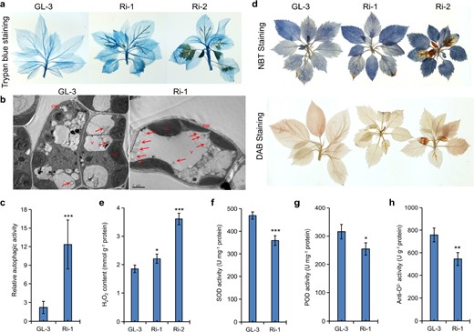 Trypan blue a, NBT, and DAB staining d and H2O2 levels in the leaves e of GL-3 and MdMIPS1-RNAi apple lines under MI-depleted MS conditions. Representative TEM images of cell structure b, relative autophagic activity c, and superoxide dismutase (SOD) activity f, peroxidase (POD) activity g and anti-O2− activity h in aerial parts of GL-3 and Ri-1 under greenhouse conditions. The data are the means ± SDs (n ≥ 14 for c, more than 14 cells were used to quantify the structures; n = 3 for e, three biological replicates; n = 4 for f–h, four biological replicates). In comparison with GL-3, ***P < 0.001, **P < 0.01, and *P < 0.05. cw cell wall; c chloroplast; v vacuole; and s starch. The arrows indicate autophagic bodies. Bar = 2 μm for b.