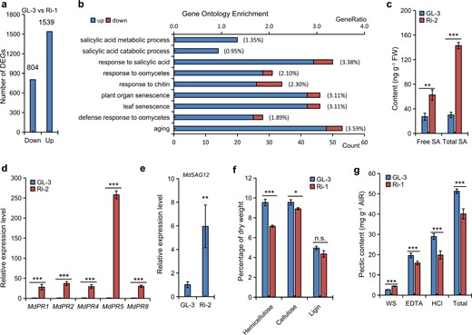 a Number of upregulated and downregulated genes in GL-3 vs. Ri-1 by RNA-seq analysis. b Gene ontology terms were statistically enriched in DEGs and were associated with SA and senescence in Ri-1 (Padj < 0.05). Levels of SA c and the expression levels of MdPRs d and MdSAG12e in the leaves of Ri-2 and GL-3 under MI-depleted MS conditions. Composition of the cell wall f and pectin g in leaves of Ri-1 and GL-3 under greenhouse conditions (15 days old). The data are the means ± SDs (n = 3 for c–f, three biological replicates; n = 6 for g, six biological replicates). In comparison to GL-3, ***P < 0.001, **P < 0.01, and *P < 0.05. FW fresh weight. WS EDTA, and HCl represent crude cold water-soluble, EDTA-soluble, and HCl-soluble fractions, respectively.