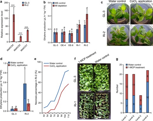 a Transcript levels of ET biosynthetic genes in GL-3 and Ri-2 leaves under MI-depleted MS conditions. b ET production in GL-3 and transgenic apple lines under tissue culture conditions. c–e Effects of CoCl2 application on GL-3 and Ri-2 under MS tissue culture conditions. f and g Effects of 1-MCP application on GL-3 and Ri-1 under greenhouse conditions. The data are the means ± SDs (n = 3 for a, three biological replicates; n = 12 for b and d, 12 biological replicates). e and g derived from two independent experiments with similar results, and one representative data point is shown. In comparison to GL-3, ***P < 0.001. The values not represented by the same letter are significantly different (P < 0.05). FW fresh weight. e Levels 1–4 indicate injury severity: (1) ≤1 leaf with necrosis on every plant; (2) 2–3 leaves; (3) 4–5 leaves; and (4) ≥6 leaves.